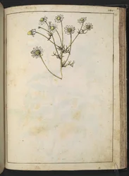 Matricaria chamomilla (カモミール)、Gherardo Cibo の「Paintings of Flora of the Roman States」より、MS 22333、f163r、c.1564-84 を追加 (紙に水彩とグワッシュ)