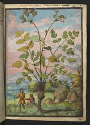 Oenanthe crocata、Gherardo Cibo の「Paintings of Flora of the Roman States」から、MS 22333、f008r、c.1564-84 を追加 (紙に水彩とグワッシュ)