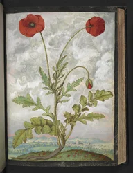 Papaver rhoeas (ポピー)、Gherardo Cibo の「Paintings of Flora of the Roman States」より、MS 22333、f107r、c.1564-84 を追加 (紙に水彩とグワッシュ)