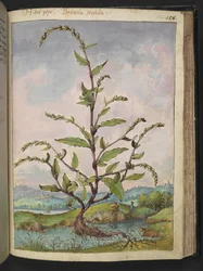 Persicaria Hydropiper、Gherardo Cibo の「Paintings of Flora of the Roman States」から、MS 22333、f152r、c.1564-84 を追加 (紙に水彩とグワッシュ)