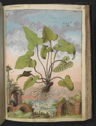 Phyllitis hemionitis、Gherardo Cibo の「Paintings of Flora of the Roman States」から、MS 22333、f143r、c.1564-84 を追加 (紙に水彩とグワッシュ)
