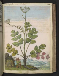 Pimpinella major、Gherardo Cibo の「Paintings of Flora of the Roman States」より、MS 22333、f100r、c.1564-84 を追加 (紙に水彩とグワッシュ)