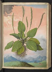 プランタゴ・メジャー、ゲラルド・シボ作「ローマの植物相の絵画」より、MS 22333、f049r、c.1564-84 を追加 (紙に水彩とグワッシュ)