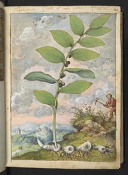 Polygonatumodoratum：植物。 ゲラルド・チボの「ローマ国家の植物の絵画」からのピックを持つ男、MS 22333、f025r、c.1564-84を追加（紙に水彩とグワッシュ）