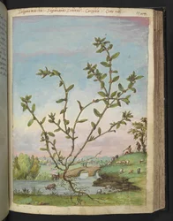 Polygonum aviculare、Gherardo Cibo の「Paintings of Flora of the Roman States」から、MS 22333、f111r、c.1564-84 を追加 (紙に水彩とグワッシュ)