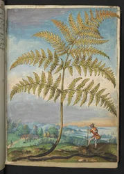 Pteridium aquilinum: シダ、Gherardo Cibo による「ローマ国家の植物相の絵画」から、MS 22333、f020r、c.1564-84 を追加 (紙に水彩とグワッシュ)