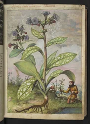 Pulmonaria officinalis、Gherardo Cibo による「ローマ国家の植物相の絵画」から、MS 22333、f028r、c.1564-84 を追加 (紙に水彩とグワッシュ)