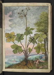 Sanicula europaea と木の根元を調べている男性、Gherardo Cibo の「Paintings of Flora of the Roman States」より、MS 22333、f033r、c.1564-84 を追加 (紙に水彩とグワッシュ)