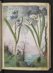 Scilla bifolia と Galanthus nivalis、Gherardo Cibo による「Paintings of Flora of the Roman States」から、MS 22333、f035r、c.1564-84 を追加 (紙に水彩とグワッシュ)