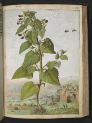 Scrophularia peregrina、Gherardo Cibo の「Paintings of the Roman States」から、MS 22333、f133r、c.1564-84 を追加 (紙に水彩とグワッシュ)