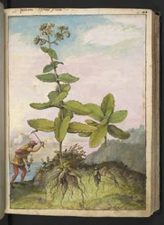 セダム テレフィウム、Gherardo Cibo 作「ローマの植物相の絵画」より、MS 22333、f043r、c.1564-84 を追加 (紙に水彩とグワッシュ)