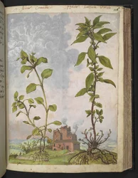 ステラリア メディア、ステラリア メディアの可能性あり、Gherardo Cibo 作の「Paintings of Flora of the Roman States」より、MS 22333、f113r、c.1564-84 を追加 (紙に水彩とグワッシュ)