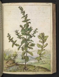 Teucrium scordium、Gherardo Cibo の「Paintings of Flora of the Roman States」より、MS 22333、f105r、c.1564-84 を追加 (紙に水彩とグワッシュ)