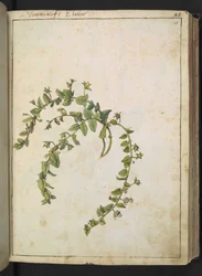 ヴェロニカ、ゲラルド・シボ作「ローマの植物相の絵画」より、MS 22333、f048r、c.1564-84 を追加 (紙に水彩とグワッシュ)