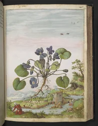 ヴィオラ オドラタ、ゲラルド チボ作「ローマの植物相の絵画」より、MS 22333、f104r、c.1564-84 を追加 (紙に水彩とグワッシュ)