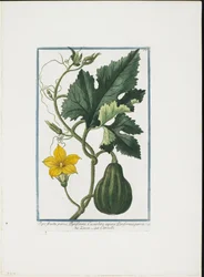 野菜プリント、Hortus Romanus、Vol。 IまたはII、1772〜93（刻印、手塗りのガッシュ）