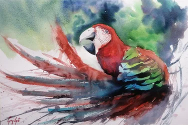 色鮮やかなジャングル・コンゴウインコ