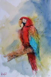 鮮やかな赤のコンゴウインコ
