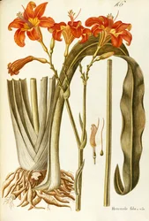 オレンジ カンゾウ (Hemerocallis fulva)、ユリ科、Giovanni Antonio Bottione 作、水彩