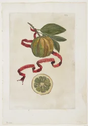 Aurantium Virgatum、ヘスペリデス、1646年