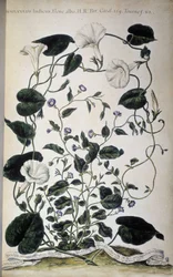 植物ボード: ヒルガオの品種。 ヒルガオの品種 (コンボルブルス Indicus ホワイト フローラ; コンボルブルス Siculus)。 ジョヴァンニ・バッティスタ・モランディ、彩色された植物園または植物のコレクション...、第 1 巻
