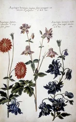 植物ボード: 3 種類の Ancolies (オダマキ) - 「「実用的な植物史、またはメディアの使用、命名法、説明、および美徳に関連する植物...」では、Giovanni Battista Morandi (? - 1761)