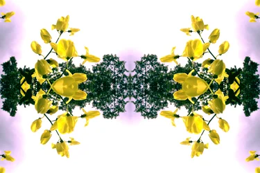 Unnatural 151.2（デジタル処理された写真