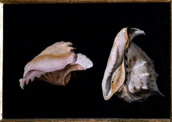 二つの貝殻（貝殻のある静物） フィリッポ・ナポレターノ（1587-1629）による絵画 1618年 薄暗い 39x56 cm フィレンツェ、ピッティ宮殿