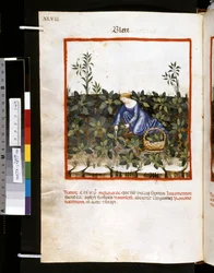 ウブブチャシム・デ・バルダッハ作『Theatrum sanitatis』：「ブレテ」、14世紀前半の10年間（細密画）