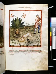 ウブブチャシム・デ・バルダッハ作『Theatrum sanitatis』：「Fructus Mandragorae」、14世紀前半（細密画）