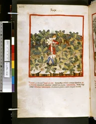 ウブブチャシム・デ・バルダッハ作『Theatrum sanitatis』：「レイプ」、14世紀前半の10年間（細密画）