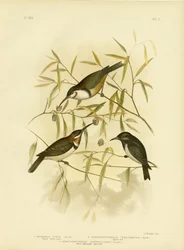 クロミツスイ、1891年