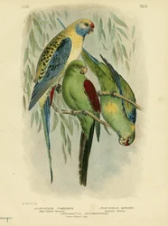 青頬のインコ、1891年