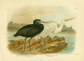 ブルーリーフヘロン、1891年