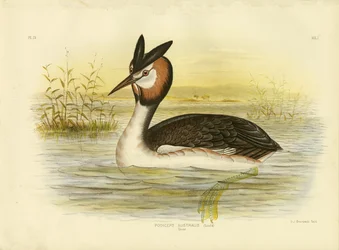 カンムリカイツブリ、1891年