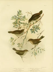 内陸のサイチョウ、または尾の長いサイチョウ、1891