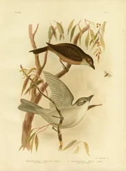 リトルモズツグミ、1891