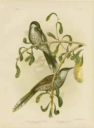 Lumulated WattlebirdまたはLittle Wattlebird、1891