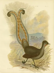 Lyrebird、1891