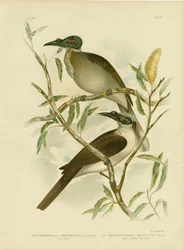 騒々しいFriarbird、1891年