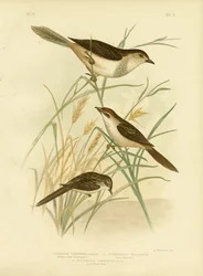 Rufous-Tinted Cincloramphus Or Rufous Songlark、1891