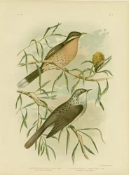 とげのある頬のハニーイーター、1891