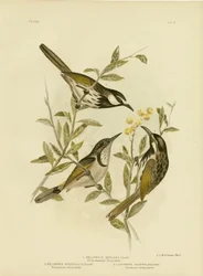 白ほお蜜蜂蜜、1891