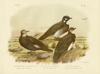 ホワイトクイルロックピジョン、1891