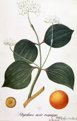Strychnos（vomic nut or nux vomica）の葉、花、果実 - Grandvilleによる「Animated Flowers」（n.d.19）にて。