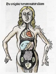 人体の断面図-グレゴール・ライシュ（1467-1525）の「マルガリータ哲学」の中で、ベール1517。