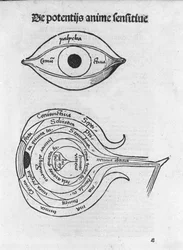 人間の目の研究。グレゴール・ライシュ(1467-1525)の「マルガリータ哲学」からの解剖学的板、ベール1517。