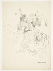 枝の研究