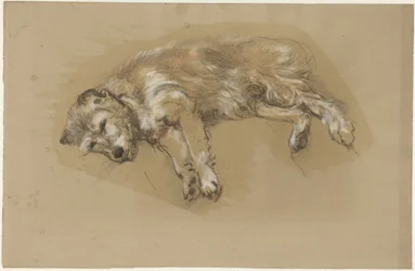 横たわっている犬