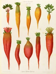 ニンジンとカブ：「アルバム・ベナリー」タブより14枚目
